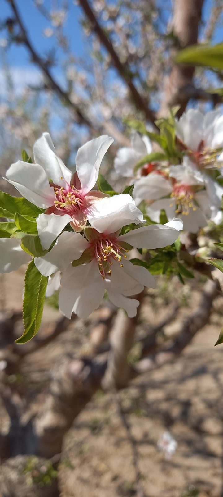 Venta de Propiedades Rurales