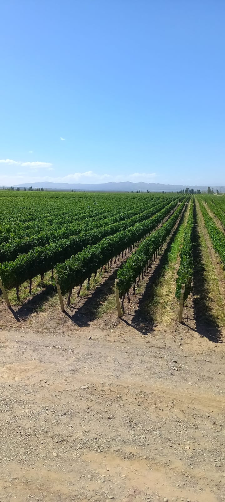 Implantación de Cultivos